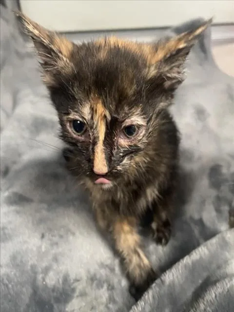 A baby small-sized female Domestic Short Hair cat named Marina for adoption in Tracy, CA