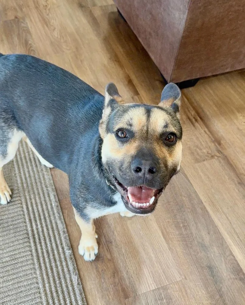 A baby small-sized female Tricolor (Brown, Black, & White) Cattle Dog dog named Nugget for adoption in Pleasant Hill, CA