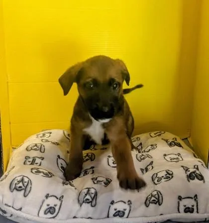 A baby medium-sized female Labrador Retriever dog named Calliope for adoption in Houston, TX