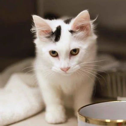 A baby small-sized female White Domestic Long Hair cat named Tifa for adoption in Atlanta, GA