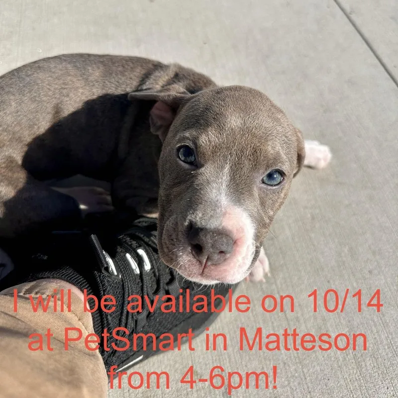 A baby small-sized female Pit Bull Terrier dog named Owl for adoption in Matteson, IL