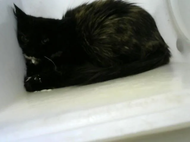 A young medium-sized female Domestic Short Hair cat named Canada for adoption in Albuquerque, NM