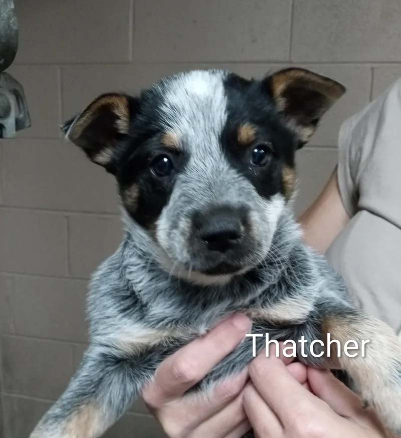 A baby medium-sized male Australian Cattle Dog / Blue Heeler dog named Thatcher for adoption in Maynardville, TN