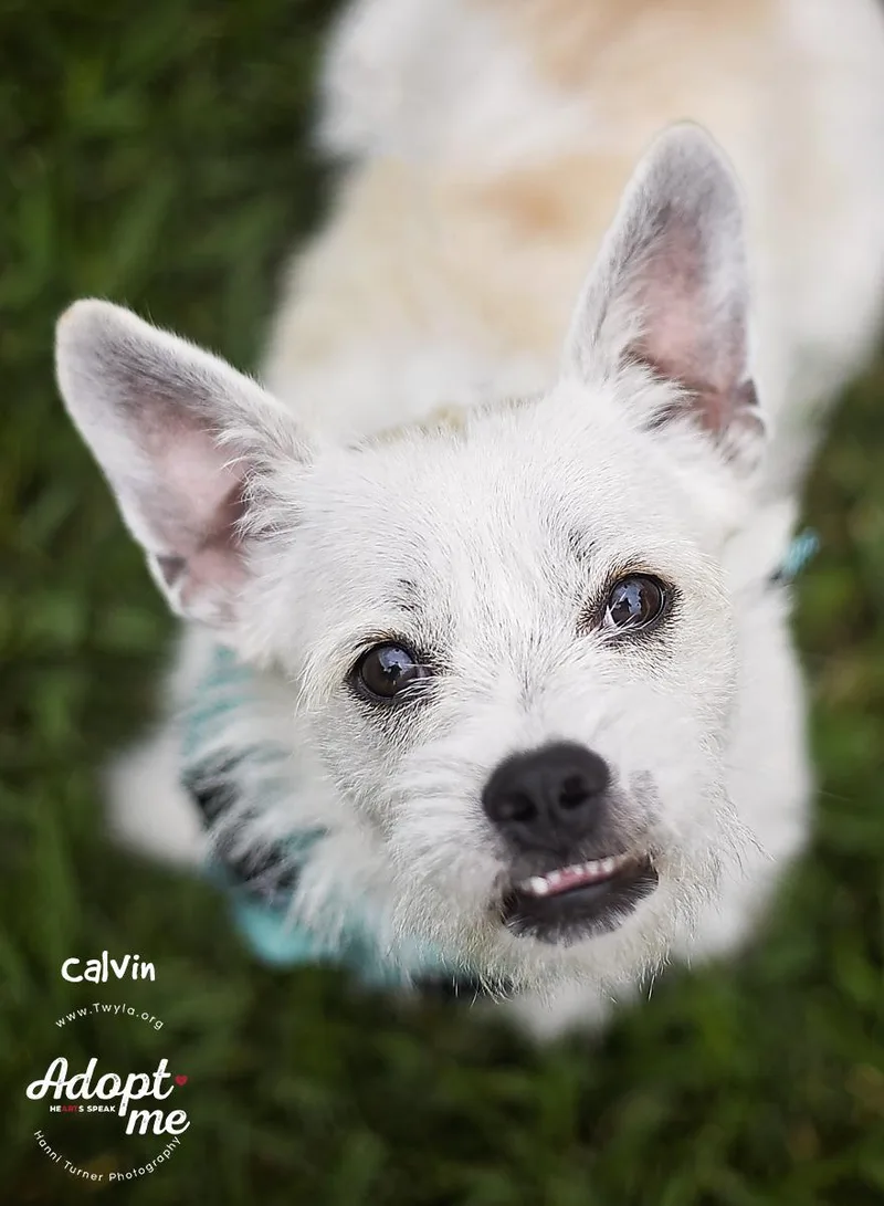 Calvin thumbnail 2