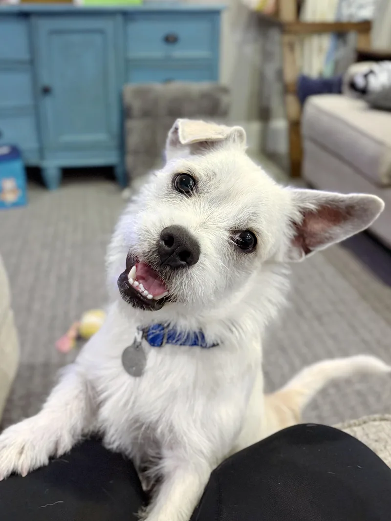 Calvin thumbnail 3