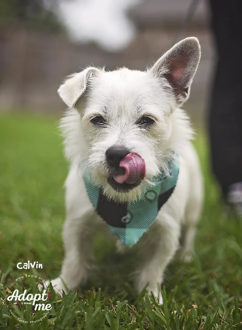 Calvin thumbnail 4