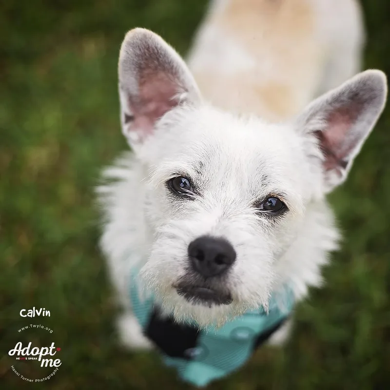 Calvin thumbnail 5