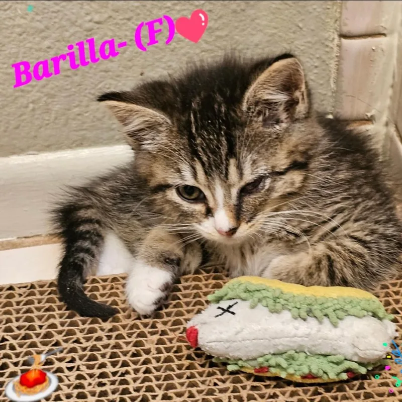 A baby small-sized female Brown / Chocolate Domestic Short Hair cat named Barilla for adoption in Westminster, CA