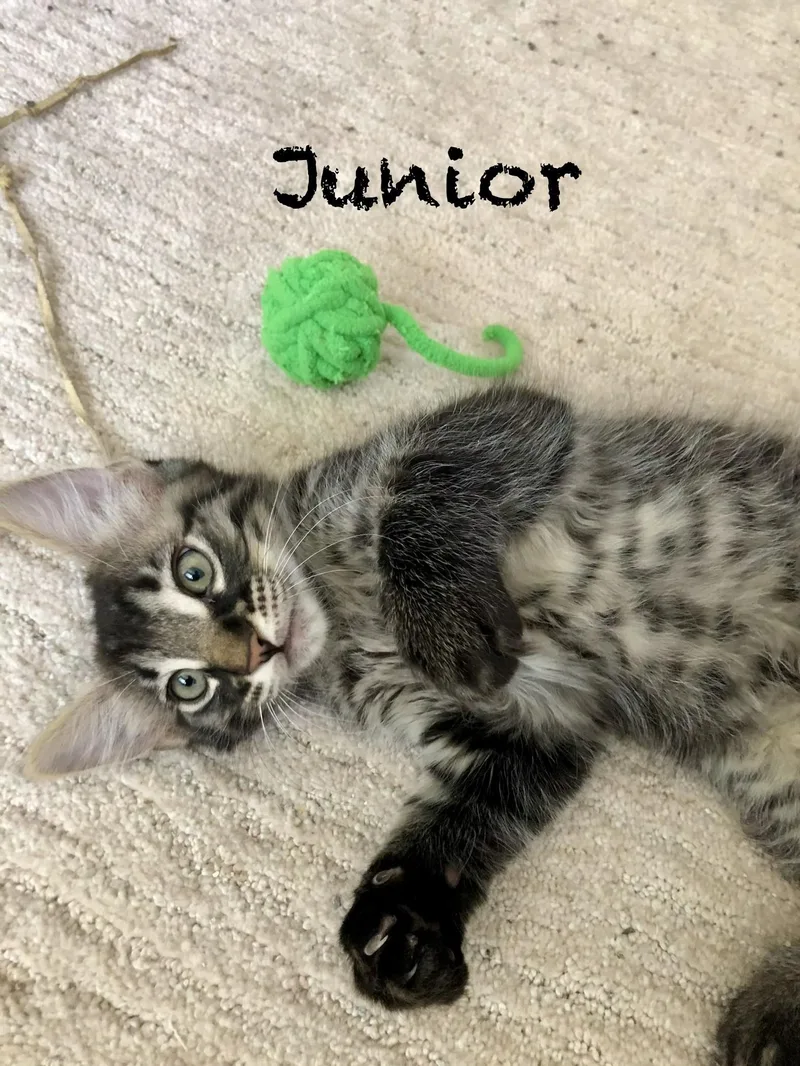 Junior thumbnail 4