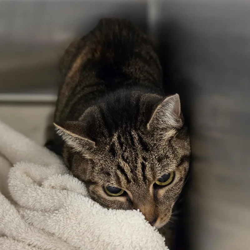 An adult medium-sized female Brown / Chocolate Domestic Short Hair cat named Lizzy for adoption in Briarcliff Manor, NY