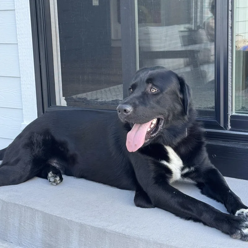 An adult extra large-sized male Black Labrador Retriever dog named Bruno Courtesy Cupid for adoption in Milwaukee, WI
