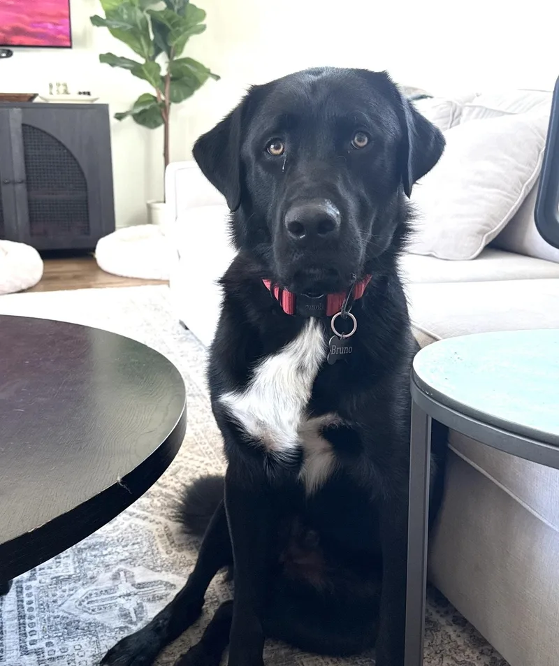 Bruno  Courtesy Cupid thumbnail 4