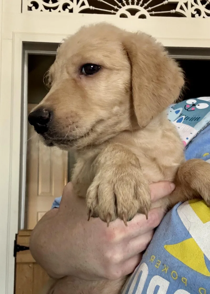 A baby medium-sized female Golden Retriever dog named Simone for adoption in Pontotoc, MS