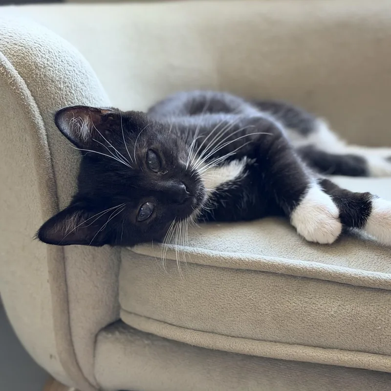 A baby small-sized female Black & White / Tuxedo Domestic Short Hair cat named Thelma for adoption in Los Angeles, CA
