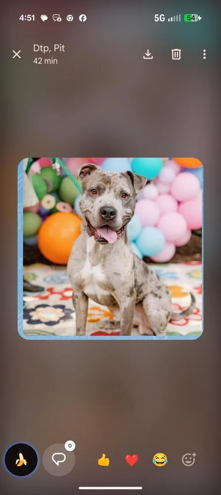 An adult medium-sized male Merle (Blue) Mixed Breed dog named Lucky for adoption in Breinigsville, PA