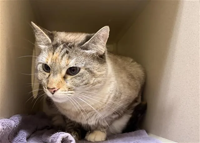 An adult small-sized female Domestic Short Hair cat named Kira for adoption in Denver, CO