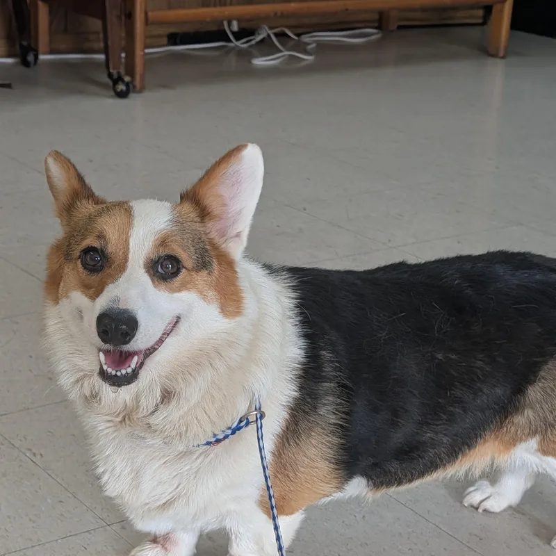 An adult medium-sized female White / Cream Pembroke Welsh Corgi dog named Bonnie for adoption in Baton Rouge, LA