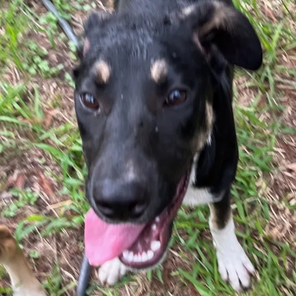 A baby medium-sized female Black Mixed Breed dog named Princess for adoption in Magnolia, TX