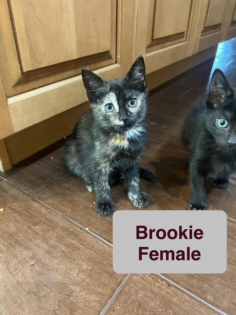 A baby small-sized female Domestic Short Hair cat named Brookie for adoption in El Centro, CA