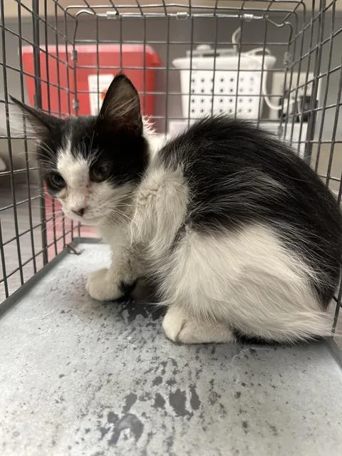 A baby small-sized male Domestic Short Hair cat named Twig for adoption in Las Vegas, NV