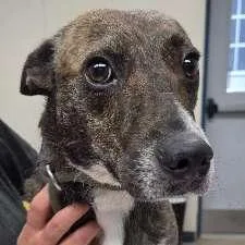 An adult medium-sized female Whippet dog named Pipsqueak for adoption in Aurora, IL