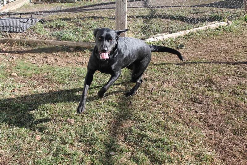 An adult medium-sized female Mixed Breed dog named Rosie for adoption in McCall, ID