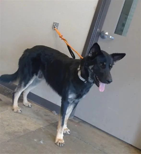 An adult extra large-sized male German Shepherd Dog dog named Clyde for adoption in Ontario, CA
