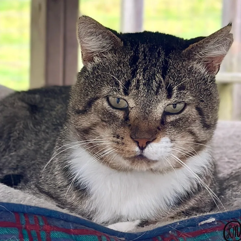 An adult medium-sized male Tabby (Brown / Chocolate) Domestic Short Hair cat named Bert for adoption in Victor, NY