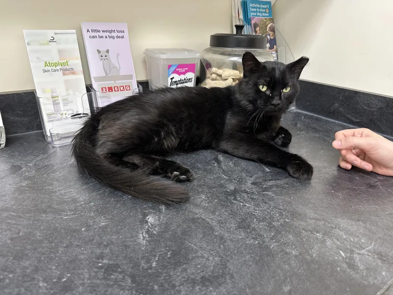 A senior medium-sized male Black Domestic Medium Hair cat named Romeo for adoption in Midlothian, VA