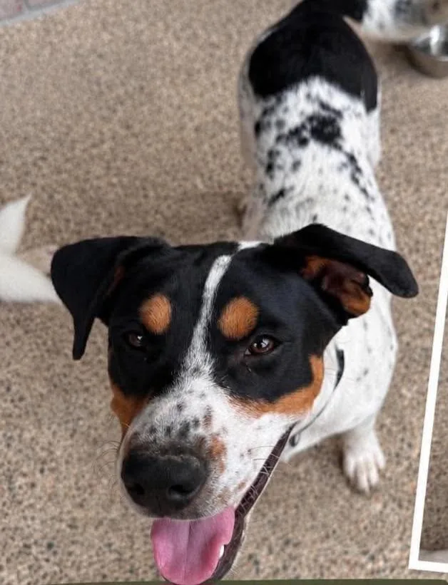 A young medium-sized male Australian Cattle Dog / Blue Heeler dog named Ranger for adoption in Grand Rapids, MI