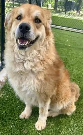 An adult large-sized female Golden Retriever dog named Kelly for adoption in Greeneville , TN
