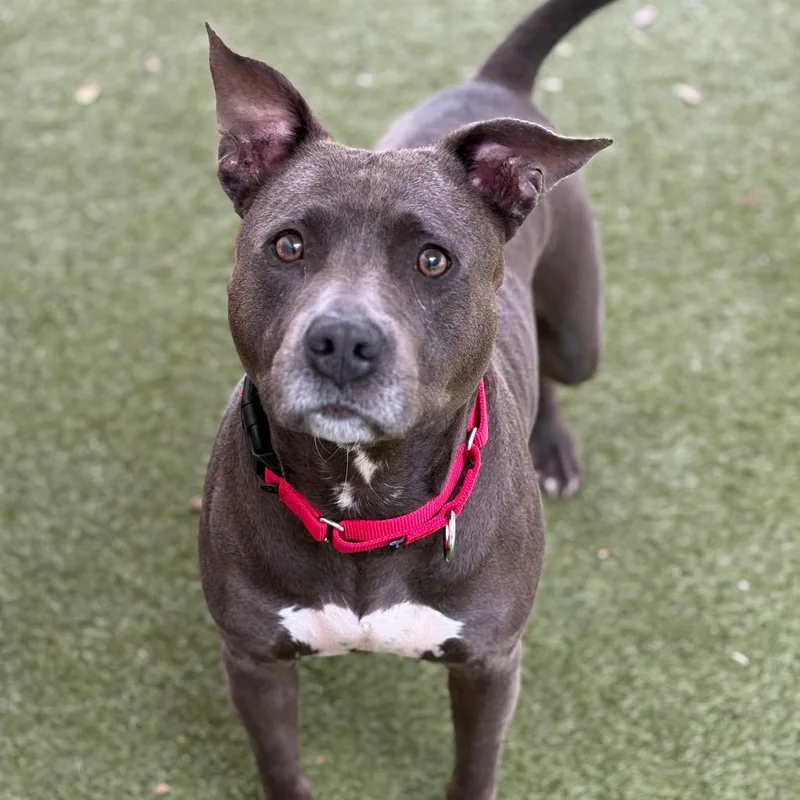 An adult medium-sized female Mixed Breed dog named Layla for adoption in Titusville, FL