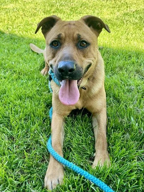 A young large-sized male Black Mouth Cur dog named Acorn for adoption in Sacramento, CA