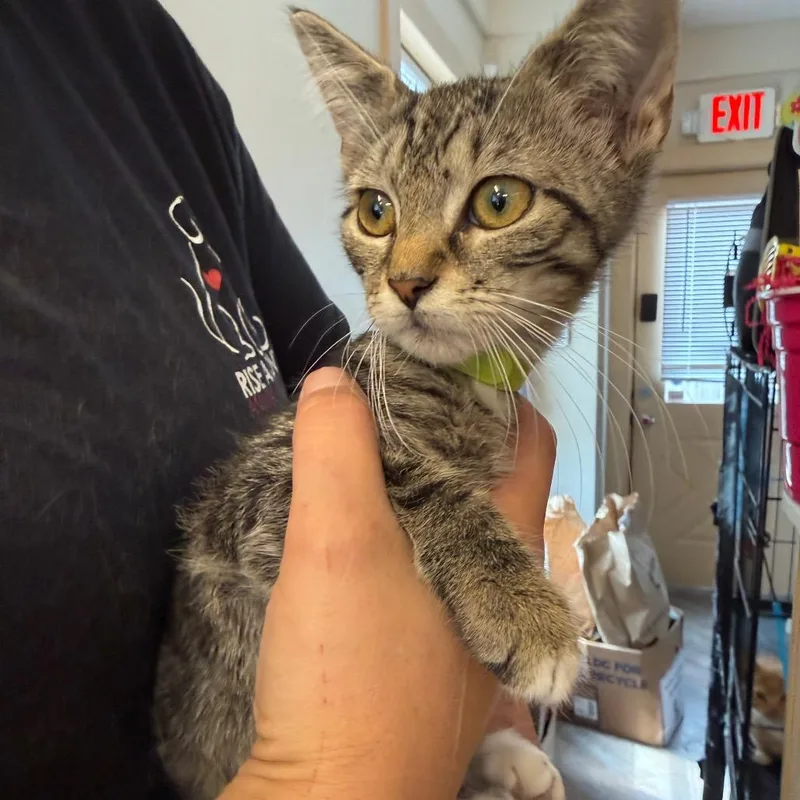 A baby small-sized male Brown / Chocolate Domestic Short Hair cat named Gaston for adoption in Pasadena , MD