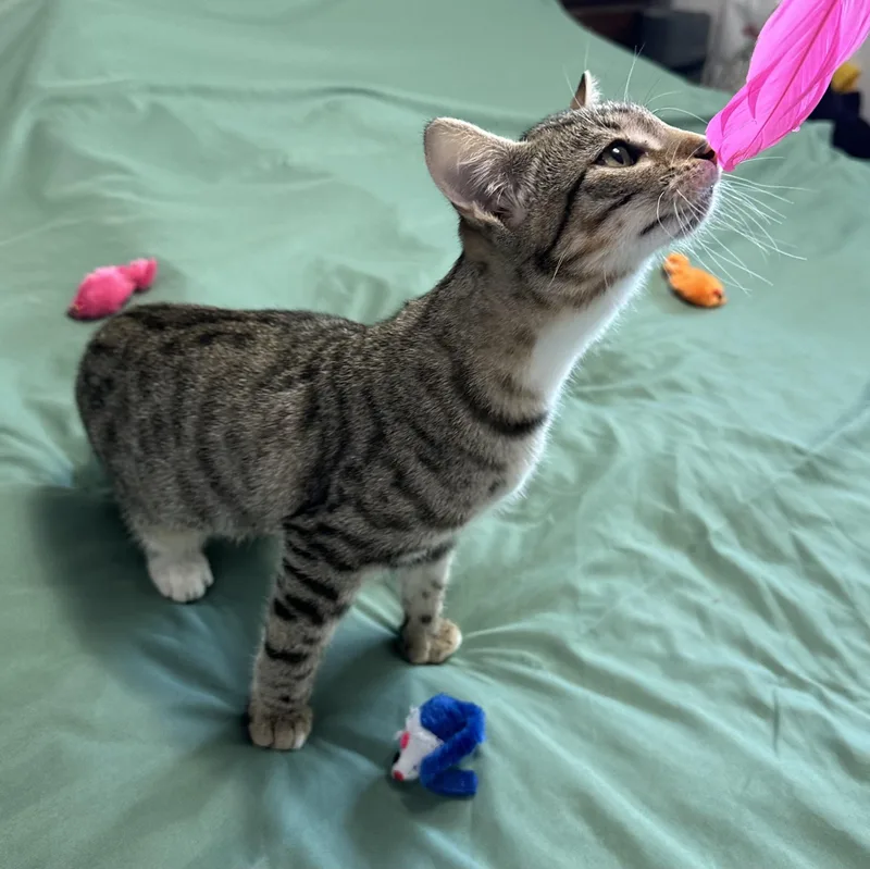 A baby medium-sized female Tabby (Gray / Blue / Silver) Domestic Short Hair cat named Thumbelina for adoption in Springfield, OR