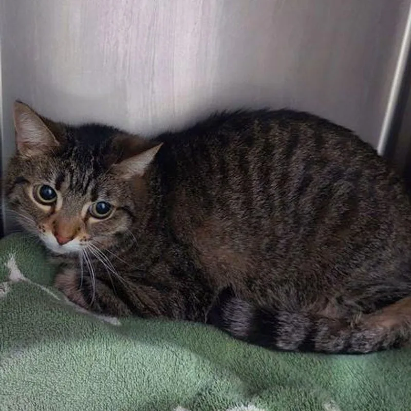 An adult medium-sized female Brown / Chocolate Domestic Short Hair cat named Hannah for adoption in Lake Havasu City, AZ