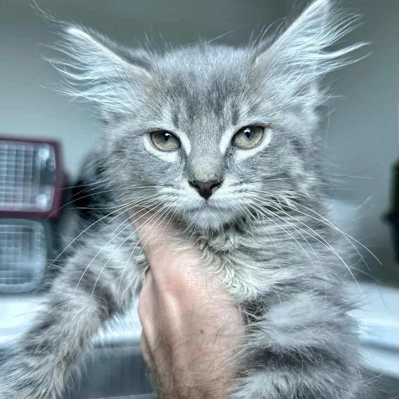 A baby small-sized male Gray / Blue / Silver Domestic Long Hair cat named Tunde for adoption in Matteson, IL