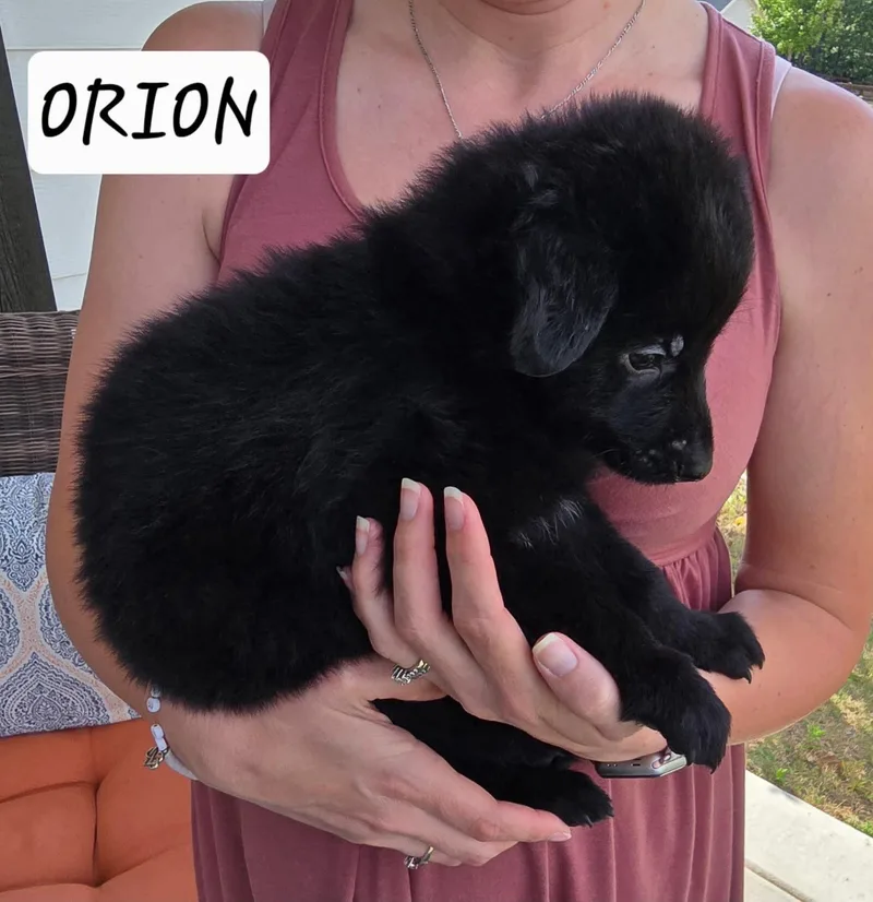 A baby medium-sized male Black Labrador Retriever dog named Orion for adoption in Sanford, NC