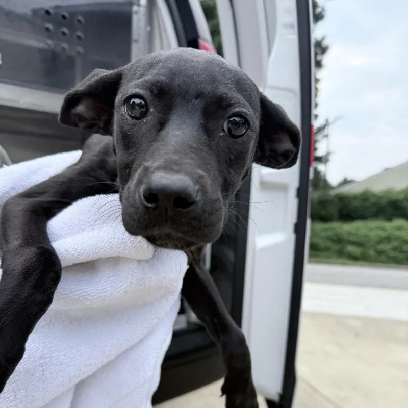 A baby medium-sized female Black Mixed Breed dog named Yahtzee for adoption in Auburn, AL