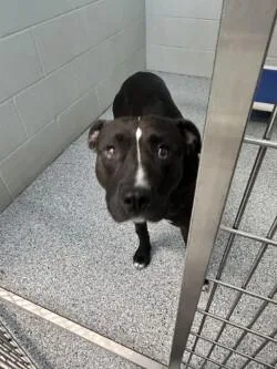 An adult large-sized male Black Pit Bull Terrier dog named Ollie for adoption in bellefontaine, OH