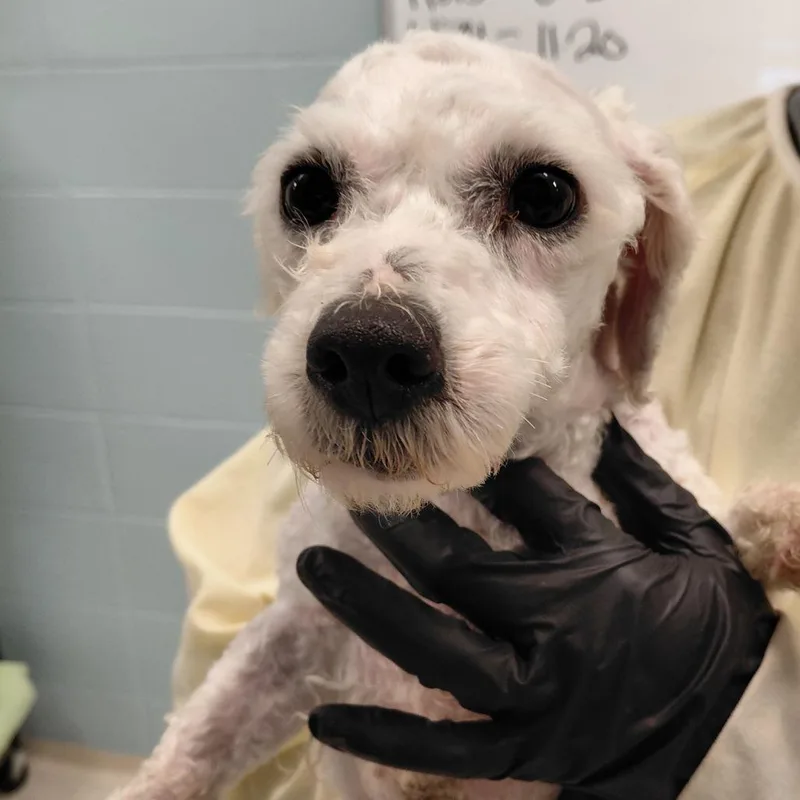 Lupin  + thumbnail 2