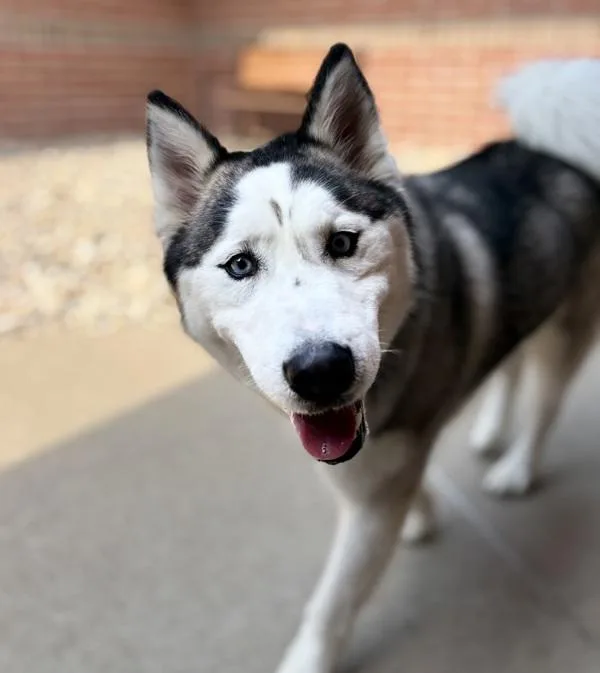 A young large-sized female Siberian Husky dog named Kira for adoption in Sioux City, IA