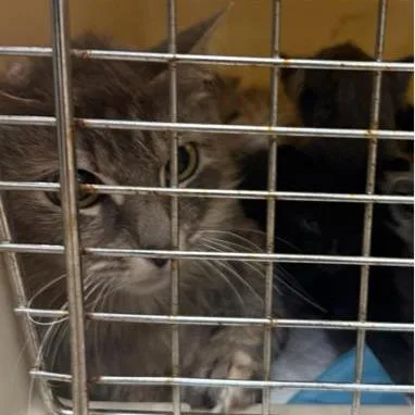 An adult medium-sized female Gray / Blue / Silver Domestic Long Hair cat named Freya for adoption in West Palm Beach, FL