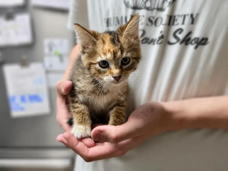 A young medium-sized female Domestic Short Hair cat named Tigger for adoption in Wooster, OH