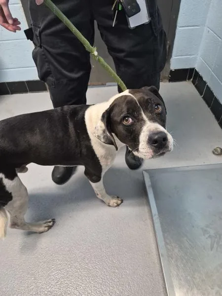 An adult large-sized male Pit Bull Terrier dog named Pen Bone for adoption in Lawrenceville, GA