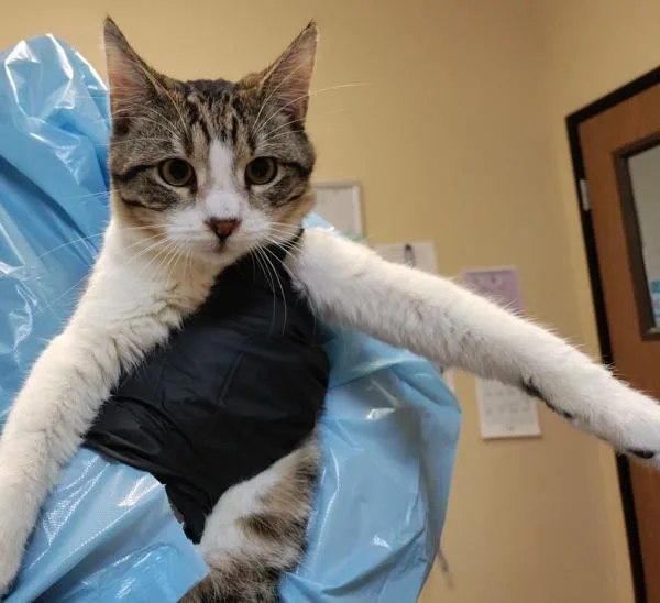 A young medium-sized male Domestic Short Hair cat named Enamel for adoption in Oceanside, CA