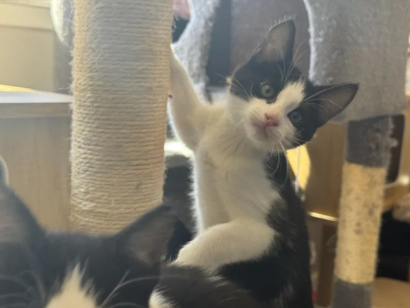 A baby small-sized male Black & White / Tuxedo Domestic Short Hair cat named Bogart for adoption in Hollister, CA