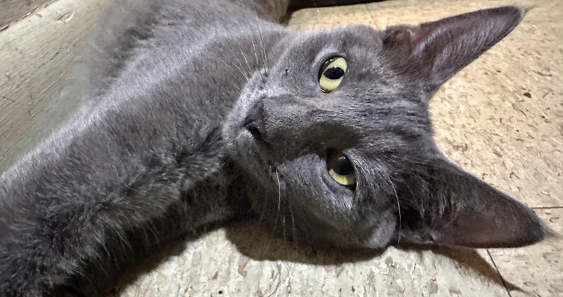 A young small-sized female Gray / Blue / Silver Domestic Short Hair cat named Cosmo for adoption in Fayetteville, NC