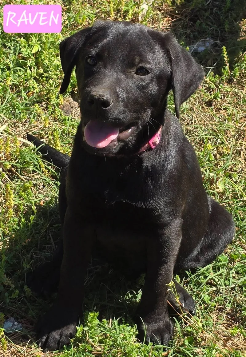 A baby medium-sized female Labrador Retriever dog named Raven for adoption in Alexander, AR
