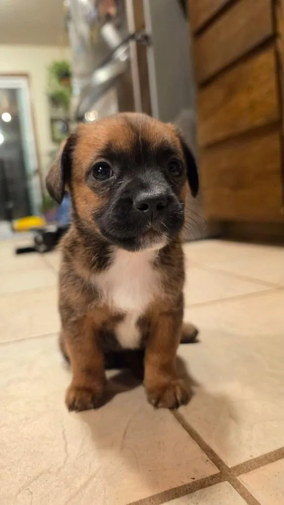 Abu